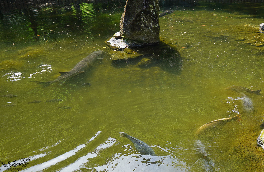 九州阿蘇宮崎高千穗一日遊｜白川水源．天岩戸神社＆天安河原．高千穗峽．高千穗天空小火車 @緹雅瑪 美食旅遊趣
