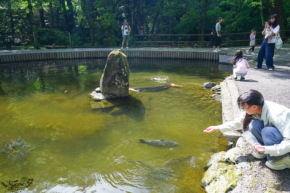 宮崎絕美仙境「高千穗峽」預約划船遊秘境，高千穗 流水麵線｜九州南阿蘇一日遊 @緹雅瑪 美食旅遊趣