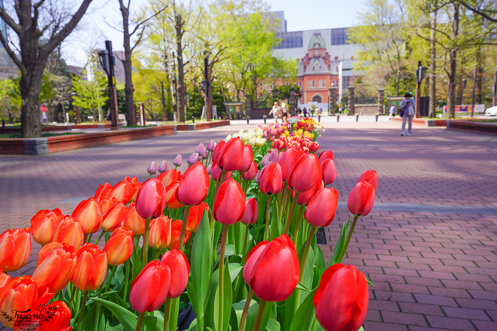 北海道札幌北海道都廳｜紅磚露臺 Akarenga Terrace：紅磚露臺免費展望台．各樓層美食介紹，漫遊修建中的北海道都廳 @緹雅瑪 美食旅遊趣