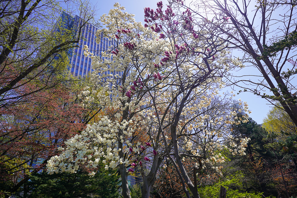 北海道札幌北海道都廳｜紅磚露臺 Akarenga Terrace：紅磚露臺免費展望台．各樓層美食介紹，漫遊修建中的北海道都廳 @緹雅瑪 美食旅遊趣