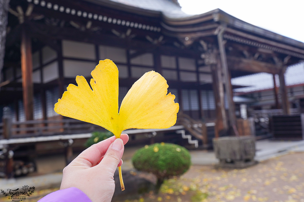 飛驒古川景點｜瀨戶川和白壁土藏街 城上町散策之旅！！ @緹雅瑪 美食旅遊趣