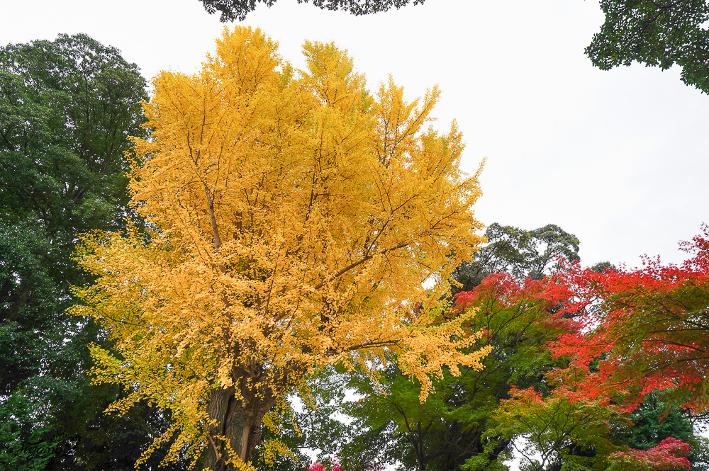 名古屋景點。名古屋城｜金鯱橫丁宗春：本丸御殿．名勝二之丸庭園．金シャチ横丁 宗春ゾーン．金鯱魚燒 @緹雅瑪 美食旅遊趣