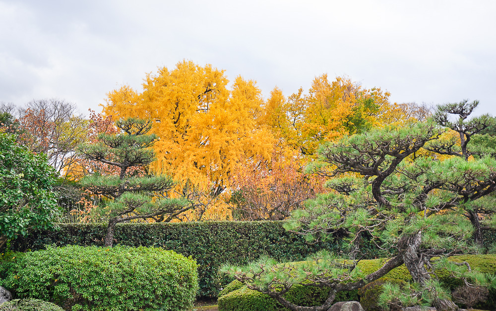 名古屋景點。名古屋城｜金鯱橫丁宗春：本丸御殿．名勝二之丸庭園．金シャチ横丁 宗春ゾーン．金鯱魚燒 @緹雅瑪 美食旅遊趣