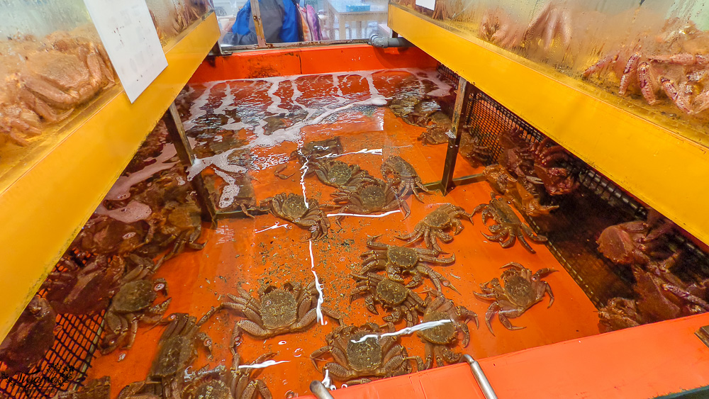 函館海鮮｜函館美食「函館朝市 どんぶり横丁市場」：函館車站旁的海鮮市場美食 @緹雅瑪 美食旅遊趣