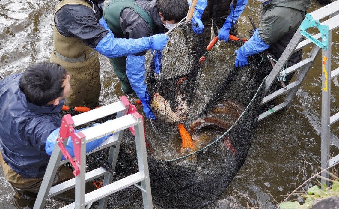 飛驒古川景點｜瀨戶川和白壁土藏街 城上町散策之旅！！ @緹雅瑪 美食旅遊趣
