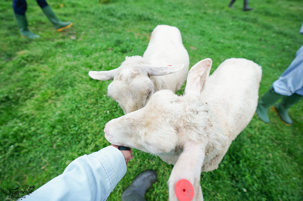 星野TOMAMU度假村星野農場好好玩！！四項必玩星野牧場活動，騎馬、熱氣球、卡丁車遊農園、農場小職人 @緹雅瑪 美食旅遊趣