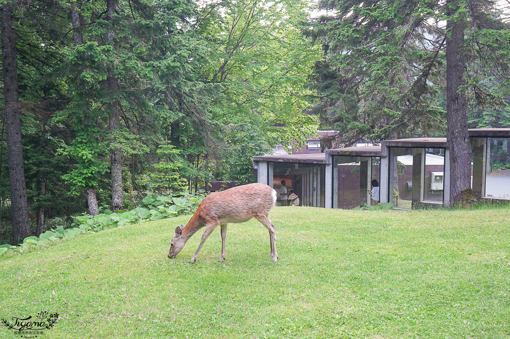 星野TOMAMU度假村自助晚餐「森林餐廳 Nininupuri」星野農場起司窯烤比薩&DIY霜淇淋聖代，鐵板牛排、鮭魚、鮪魚生魚片 @緹雅瑪 美食旅遊趣