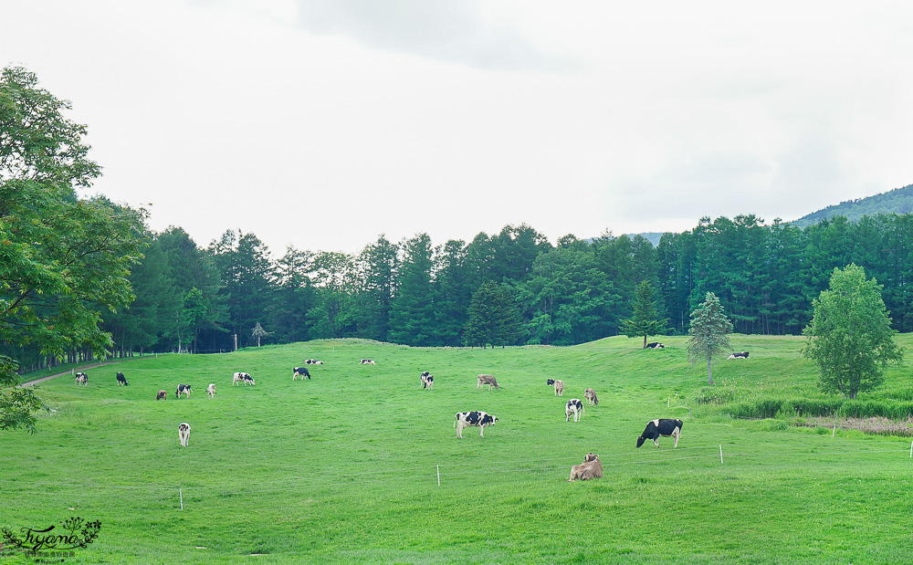 星野TOMAMU度假村星野農場好好玩！！四項必玩星野牧場活動，騎馬、熱氣球、卡丁車遊農園、農場小職人 @緹雅瑪 美食旅遊趣