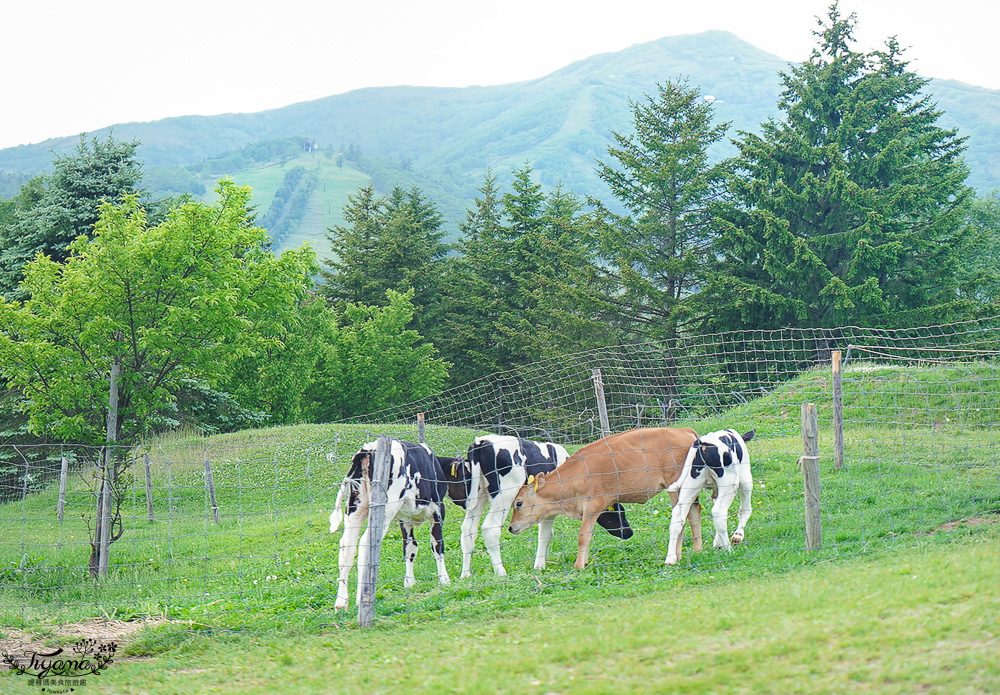 星野TOMAMU度假村星野農場好好玩！！四項必玩星野牧場活動，騎馬、熱氣球、卡丁車遊農園、農場小職人 @緹雅瑪 美食旅遊趣