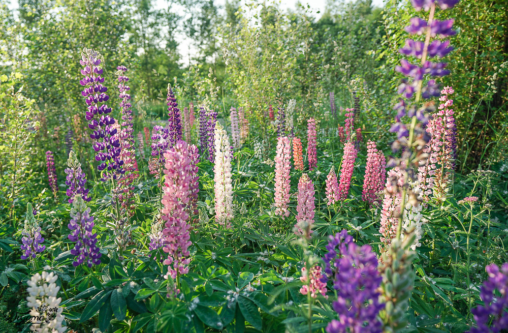北海道美瑛住宿｜緩慢北海道 Adagio Hokkaido：本館、Villa包棟，住宿送美味早餐，美瑛青池附近住宿推薦 @緹雅瑪 美食旅遊趣