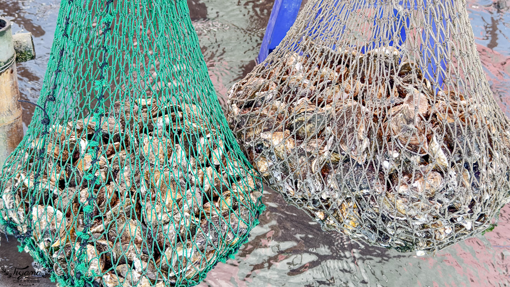 王功鐵牛車．王功採蚵車｜彩雲王功潮間帶之旅：搭採蚵車、挖蛤蜊玩水、烤鮮蚵吃到飽！大人200、兒童100、幼兒免費 @緹雅瑪 美食旅遊趣