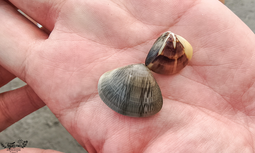 王功鐵牛車．王功採蚵車｜彩雲王功潮間帶之旅：搭採蚵車、挖蛤蜊玩水、烤鮮蚵吃到飽！大人200、兒童100、幼兒免費 @緹雅瑪 美食旅遊趣