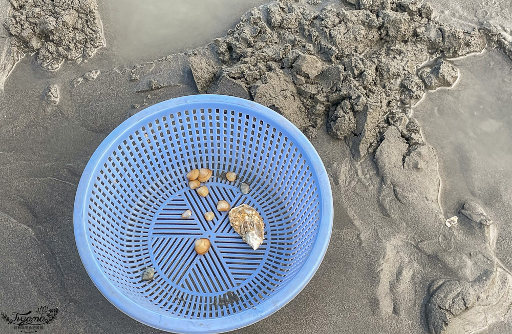 王功鐵牛車．王功採蚵車｜彩雲王功潮間帶之旅：搭採蚵車、挖蛤蜊玩水、烤鮮蚵吃到飽！大人200、兒童100、幼兒免費 @緹雅瑪 美食旅遊趣