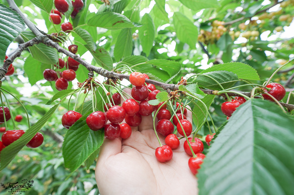 北海道採櫻桃吃到飽「大橋櫻桃果園」現採現吃櫻桃放題！！北海道採果樂實現櫻桃自由 @緹雅瑪 美食旅遊趣