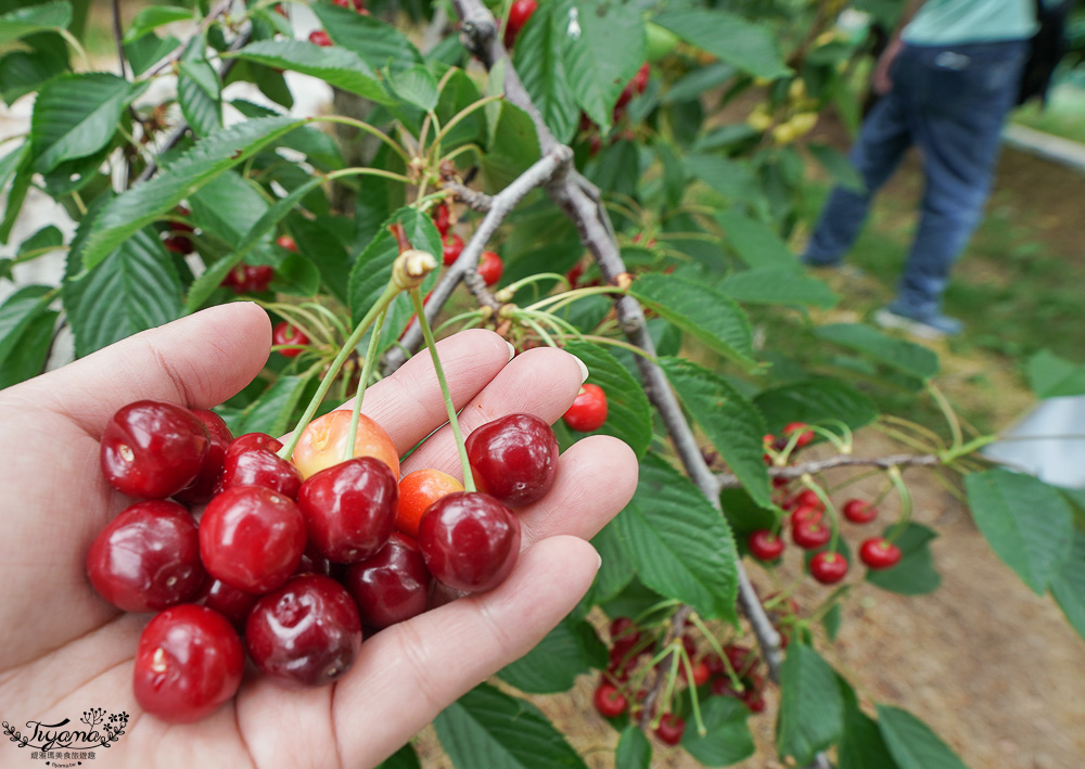 北海道採櫻桃吃到飽「大橋櫻桃果園」現採現吃櫻桃放題！！北海道採果樂實現櫻桃自由 @緹雅瑪 美食旅遊趣