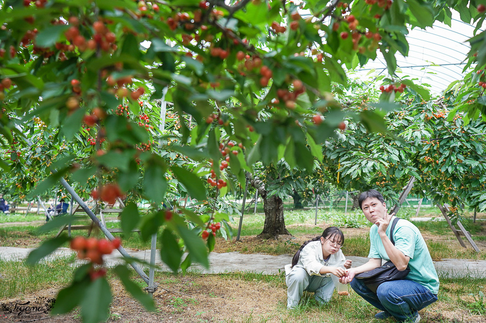 北海道採櫻桃吃到飽「大橋櫻桃果園」現採現吃櫻桃放題！！北海道採果樂實現櫻桃自由 @緹雅瑪 美食旅遊趣