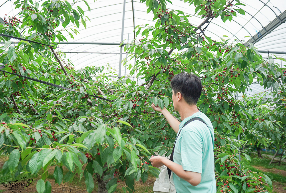 北海道採櫻桃吃到飽「大橋櫻桃果園」現採現吃櫻桃放題！！北海道採果樂實現櫻桃自由 @緹雅瑪 美食旅遊趣