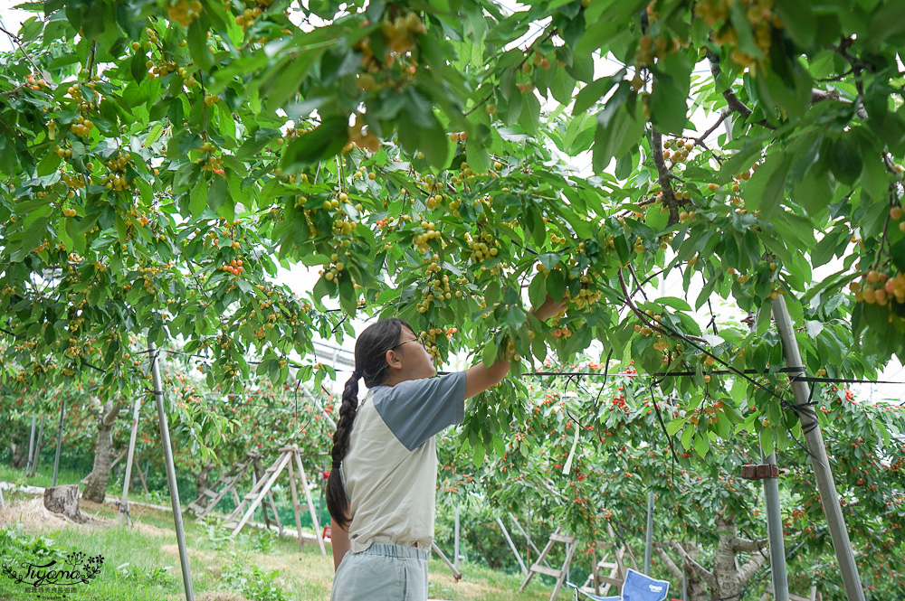 北海道採櫻桃吃到飽「大橋櫻桃果園」現採現吃櫻桃放題！！北海道採果樂實現櫻桃自由 @緹雅瑪 美食旅遊趣