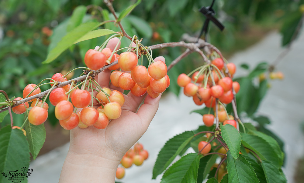 北海道採櫻桃吃到飽「大橋櫻桃果園」現採現吃櫻桃放題！！北海道採果樂實現櫻桃自由 @緹雅瑪 美食旅遊趣