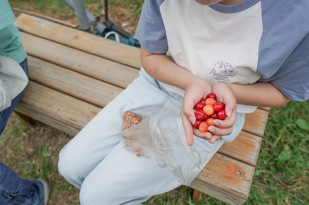 北海道採櫻桃吃到飽「大橋櫻桃果園」現採現吃櫻桃放題！！北海道採果樂實現櫻桃自由 @緹雅瑪 美食旅遊趣