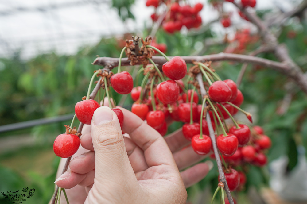 北海道採櫻桃吃到飽「大橋櫻桃果園」現採現吃櫻桃放題！！北海道採果樂實現櫻桃自由 @緹雅瑪 美食旅遊趣