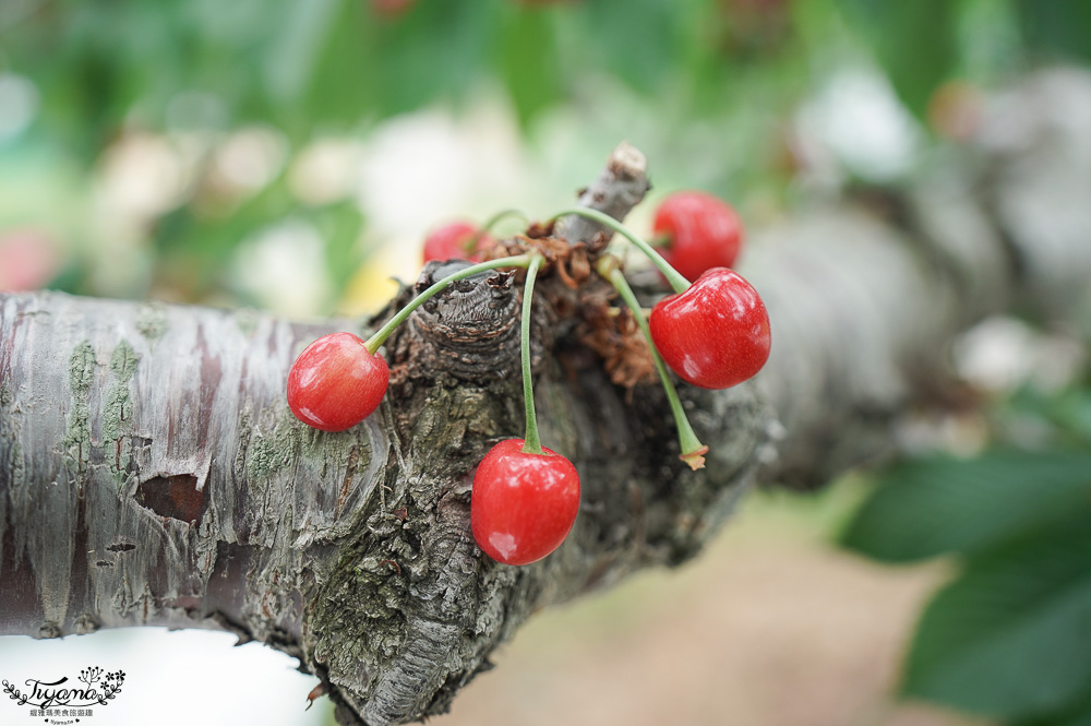 北海道採櫻桃吃到飽「大橋櫻桃果園」現採現吃櫻桃放題！！北海道採果樂實現櫻桃自由 @緹雅瑪 美食旅遊趣