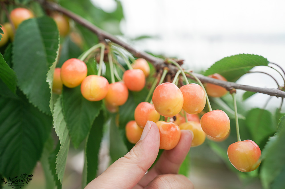 北海道採櫻桃吃到飽「大橋櫻桃果園」現採現吃櫻桃放題！！北海道採果樂實現櫻桃自由 @緹雅瑪 美食旅遊趣
