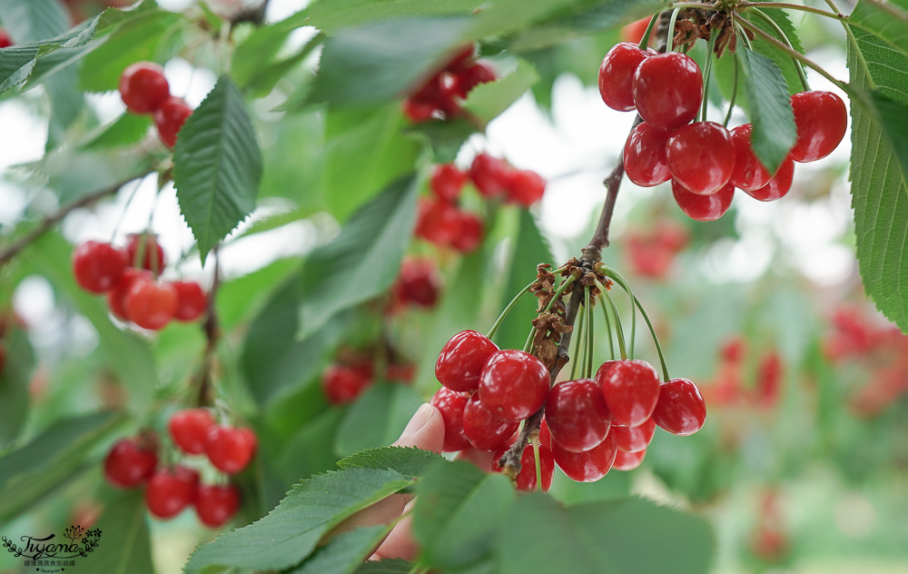 北海道採櫻桃吃到飽「大橋櫻桃果園」現採現吃櫻桃放題！！北海道採果樂實現櫻桃自由 @緹雅瑪 美食旅遊趣