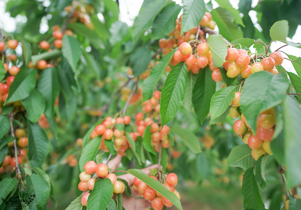 北海道採櫻桃吃到飽「大橋櫻桃果園」現採現吃櫻桃放題！！北海道採果樂實現櫻桃自由 @緹雅瑪 美食旅遊趣