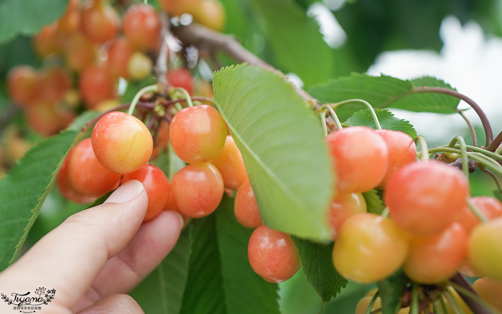 北海道採櫻桃吃到飽「大橋櫻桃果園」現採現吃櫻桃放題！！北海道採果樂實現櫻桃自由 @緹雅瑪 美食旅遊趣
