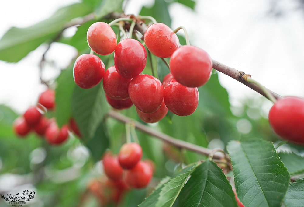北海道採櫻桃吃到飽「大橋櫻桃果園」現採現吃櫻桃放題！！北海道採果樂實現櫻桃自由 @緹雅瑪 美食旅遊趣