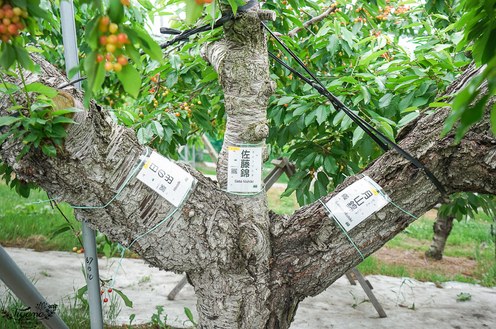北海道採櫻桃吃到飽「大橋櫻桃果園」現採現吃櫻桃放題！！北海道採果樂實現櫻桃自由 @緹雅瑪 美食旅遊趣