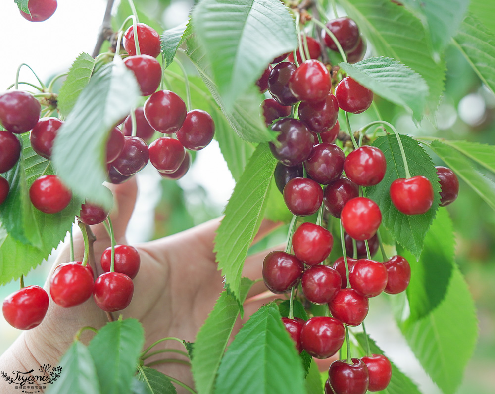 北海道採櫻桃吃到飽「大橋櫻桃果園」現採現吃櫻桃放題！！北海道採果樂實現櫻桃自由 @緹雅瑪 美食旅遊趣