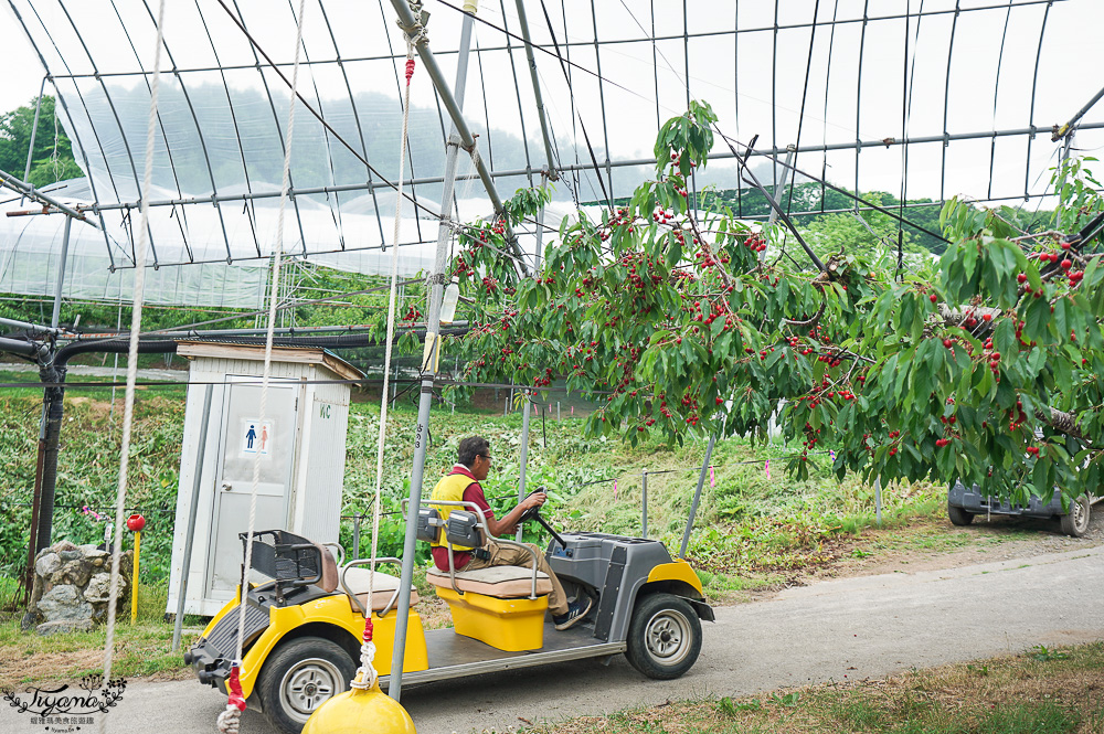北海道採櫻桃吃到飽「大橋櫻桃果園」現採現吃櫻桃放題！！北海道採果樂實現櫻桃自由 @緹雅瑪 美食旅遊趣
