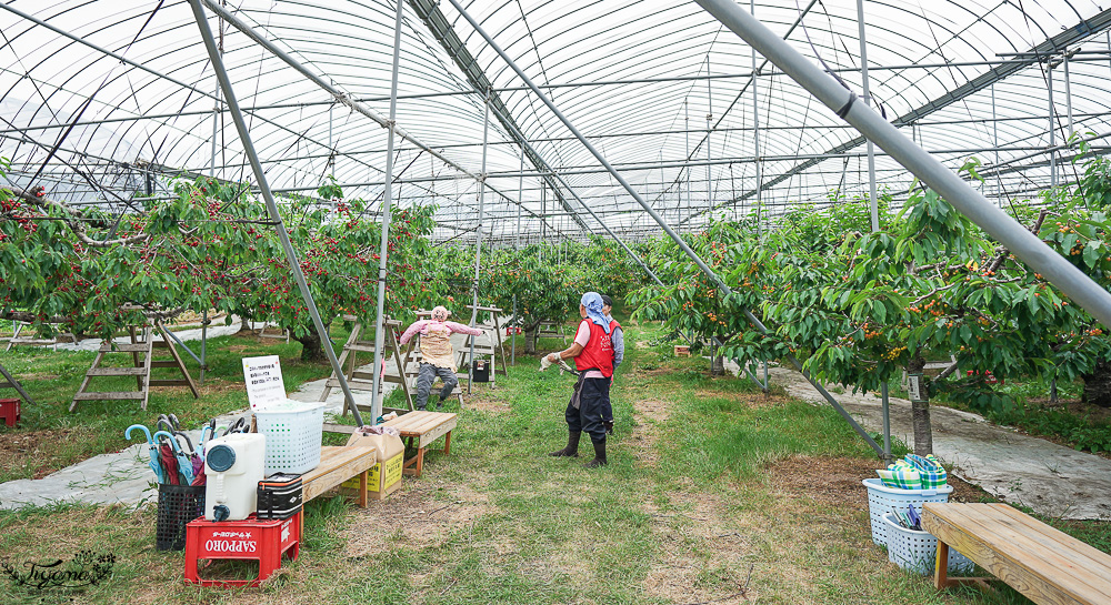 北海道採櫻桃吃到飽「大橋櫻桃果園」現採現吃櫻桃放題！！北海道採果樂實現櫻桃自由 @緹雅瑪 美食旅遊趣