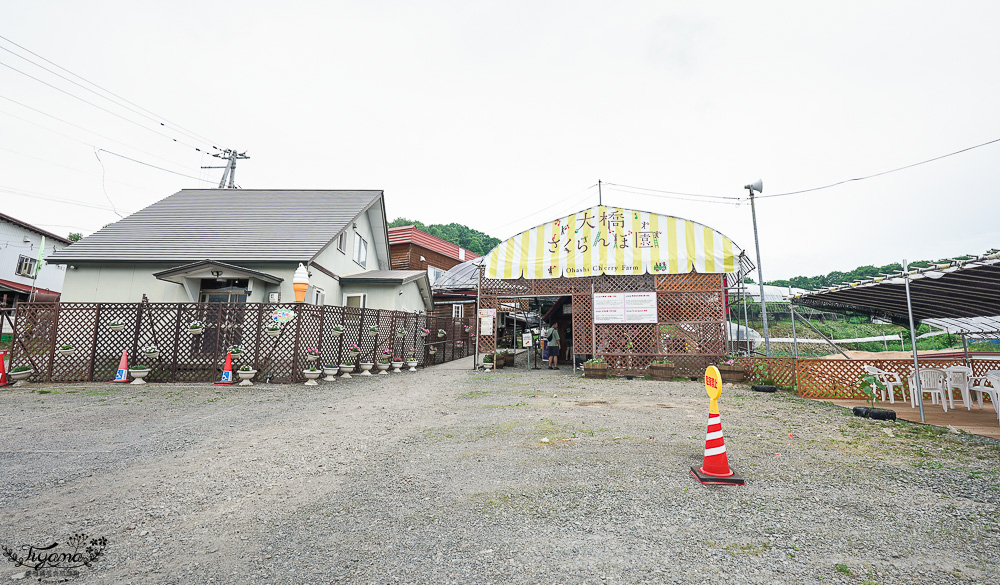 北海道採櫻桃吃到飽「大橋櫻桃果園」現採現吃櫻桃放題！！北海道採果樂實現櫻桃自由 @緹雅瑪 美食旅遊趣