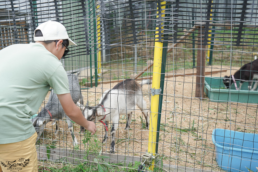 北海道採櫻桃吃到飽「大橋櫻桃果園」現採現吃櫻桃放題！！北海道採果樂實現櫻桃自由 @緹雅瑪 美食旅遊趣