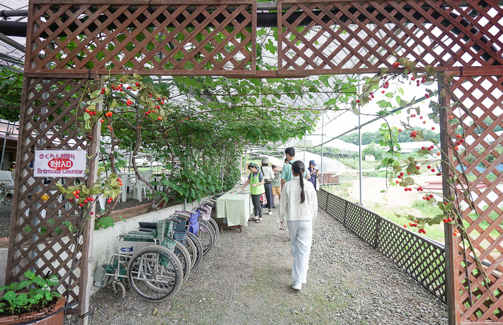 北海道採櫻桃吃到飽「大橋櫻桃果園」現採現吃櫻桃放題！！北海道採果樂實現櫻桃自由 @緹雅瑪 美食旅遊趣