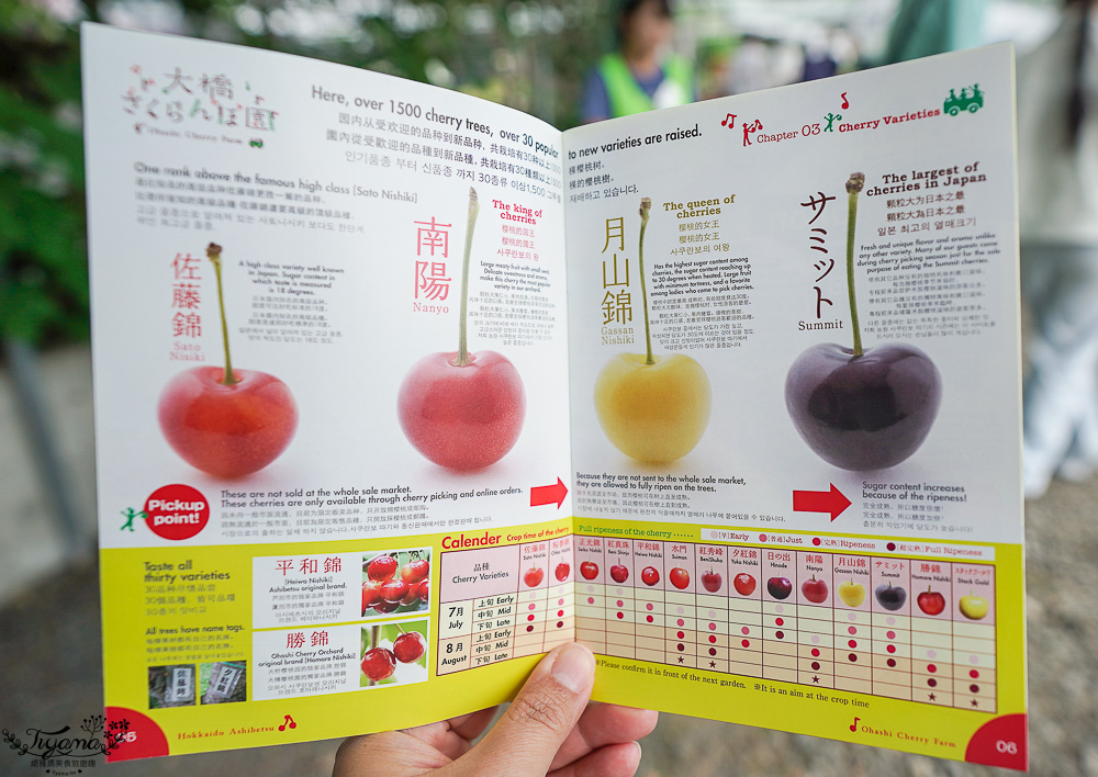 北海道採櫻桃吃到飽「大橋櫻桃果園」現採現吃櫻桃放題！！北海道採果樂實現櫻桃自由 @緹雅瑪 美食旅遊趣