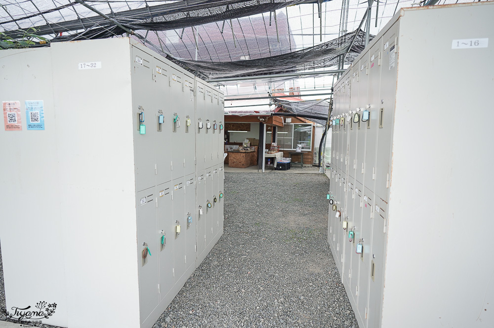 北海道採櫻桃吃到飽「大橋櫻桃果園」現採現吃櫻桃放題！！北海道採果樂實現櫻桃自由 @緹雅瑪 美食旅遊趣