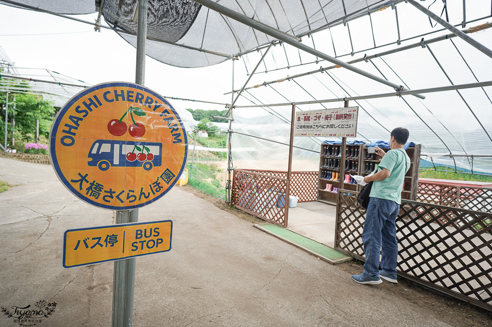 北海道採櫻桃吃到飽「大橋櫻桃果園」現採現吃櫻桃放題！！北海道採果樂實現櫻桃自由 @緹雅瑪 美食旅遊趣