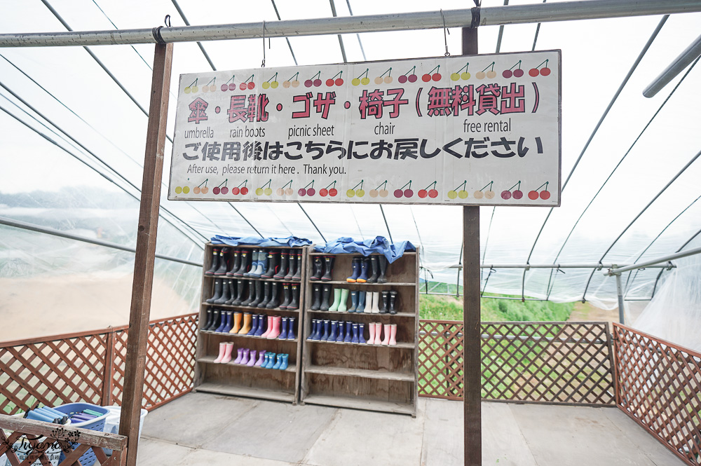 北海道採櫻桃吃到飽「大橋櫻桃果園」現採現吃櫻桃放題！！北海道採果樂實現櫻桃自由 @緹雅瑪 美食旅遊趣