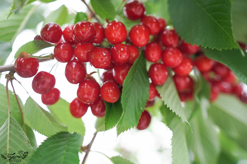 北海道採櫻桃吃到飽「大橋櫻桃果園」現採現吃櫻桃放題！！北海道採果樂實現櫻桃自由 @緹雅瑪 美食旅遊趣