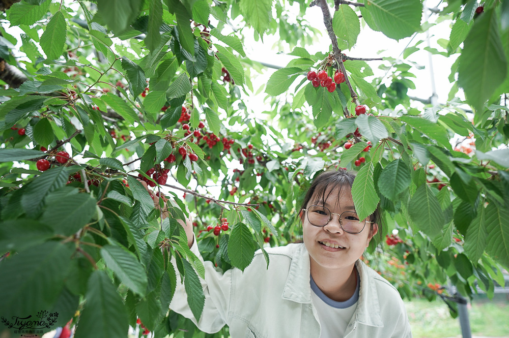 北海道採櫻桃吃到飽「大橋櫻桃果園」現採現吃櫻桃放題！！北海道採果樂實現櫻桃自由 @緹雅瑪 美食旅遊趣