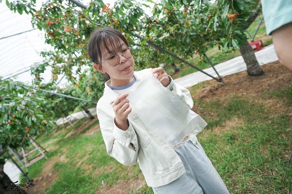 北海道採櫻桃吃到飽「大橋櫻桃果園」現採現吃櫻桃放題！！北海道採果樂實現櫻桃自由 @緹雅瑪 美食旅遊趣