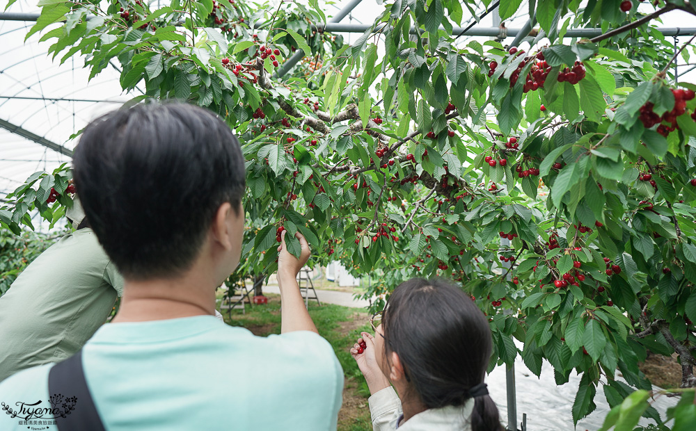 北海道採櫻桃吃到飽「大橋櫻桃果園」現採現吃櫻桃放題！！北海道採果樂實現櫻桃自由 @緹雅瑪 美食旅遊趣
