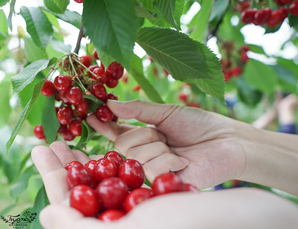 北海道採櫻桃吃到飽「大橋櫻桃果園」現採現吃櫻桃放題！！北海道採果樂實現櫻桃自由 @緹雅瑪 美食旅遊趣