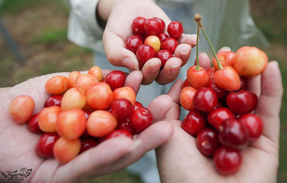 北海道採櫻桃吃到飽「大橋櫻桃果園」現採現吃櫻桃放題！！北海道採果樂實現櫻桃自由 @緹雅瑪 美食旅遊趣