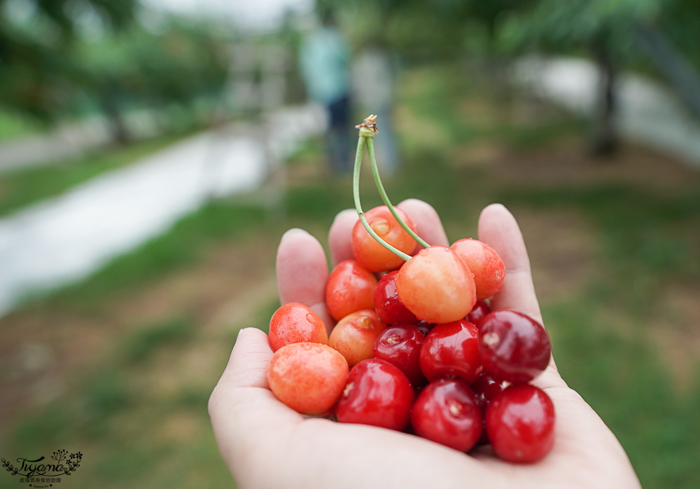 北海道採櫻桃吃到飽「大橋櫻桃果園」現採現吃櫻桃放題！！北海道採果樂實現櫻桃自由 @緹雅瑪 美食旅遊趣