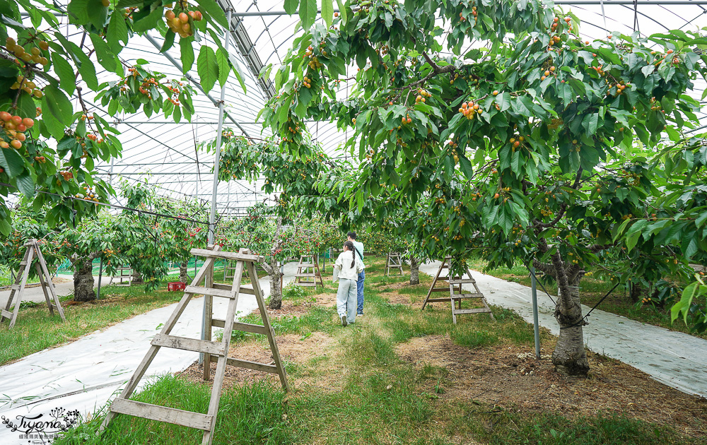 北海道採櫻桃吃到飽「大橋櫻桃果園」現採現吃櫻桃放題！！北海道採果樂實現櫻桃自由 @緹雅瑪 美食旅遊趣